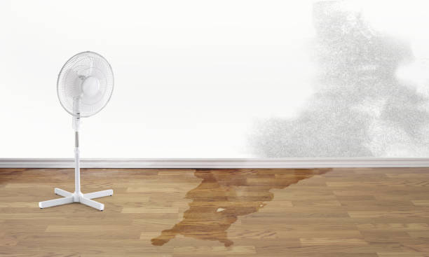 Best Mold removal after water damage  in Mayville, NY
